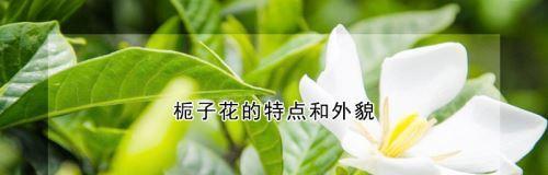 栀子花语的意义与传承（栀子花语的美丽寓意与文化价值）