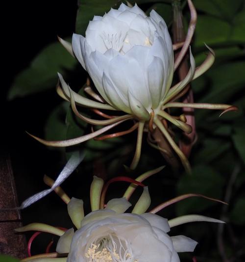 昙花之意与生肖相对应的奥秘（揭开昙花所象征的十二生肖之谜）