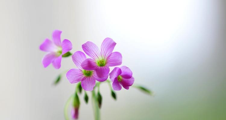 酢浆草之花语与寓意（以酢浆草的美丽与神秘）