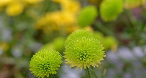 黄色菊花的花语及其寓意解读（探寻黄色菊花的深意与象征意义）