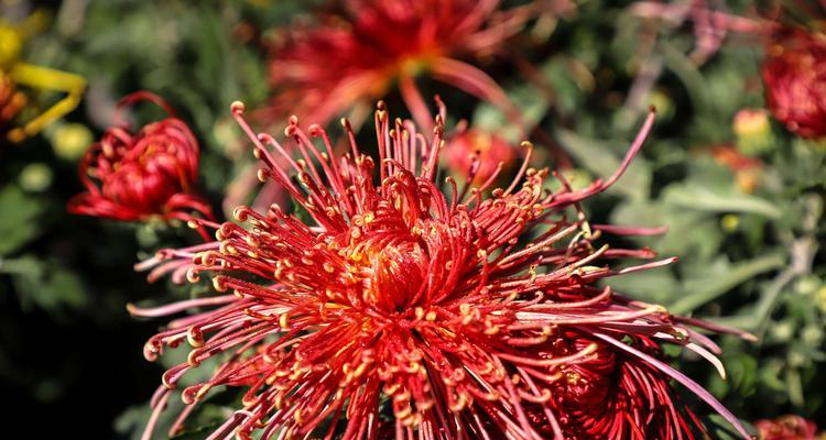 黄色菊花的花语及其寓意解读（探寻黄色菊花的深意与象征意义）