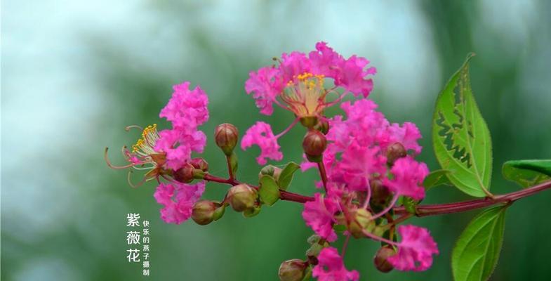 安阳市花紫薇花的象征意义（解读安阳市花紫薇花的文化内涵）