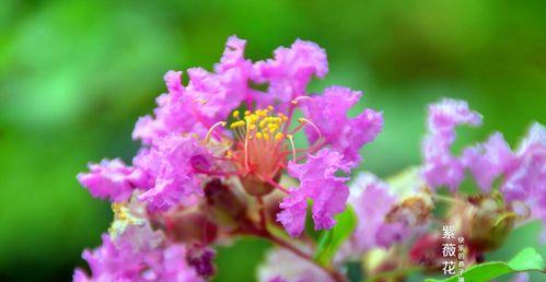 安阳市花紫薇花的象征意义（解读安阳市花紫薇花的文化内涵）