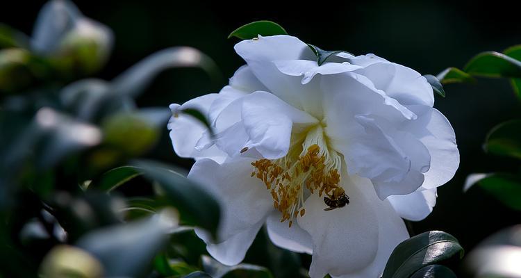 白茶花的花语和寓意（探寻白茶花背后的意义和象征）