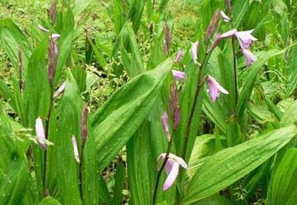 白芨绽放的花语与寓意（探寻白芨的开花时机与含义）