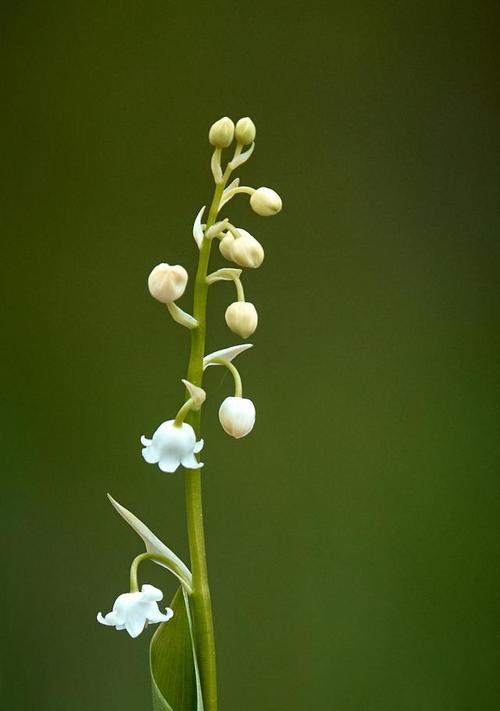 白铃兰花的花语与寓意（纯洁与祝福的象征）