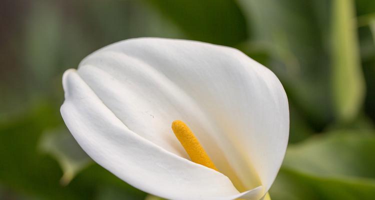 白色马蹄莲花的美丽与寓意（白色马蹄莲花的花语和象征意义）