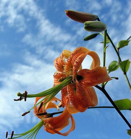 百合花的寓意与象征风水（探究百合花的吉祥寓意与风水象征）