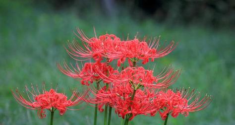 彼岸花的花语与寓意（以彼岸花为媒介）