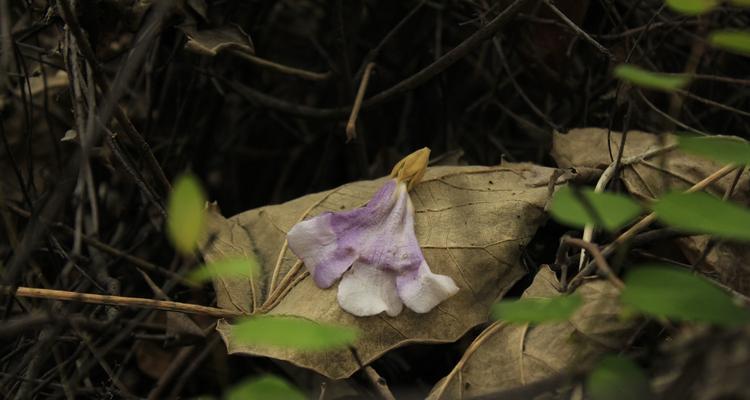 花语浅谈（透视花语）