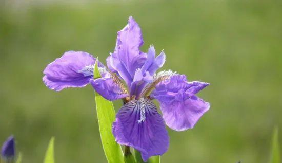 感谢的花——用花语表达感激之情（美丽花朵）