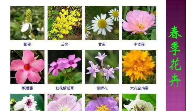 四季之花-了解雏菊的浇水方法（春夏秋冬）