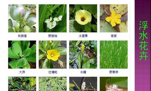 四季之花-了解雏菊的浇水方法（春夏秋冬）