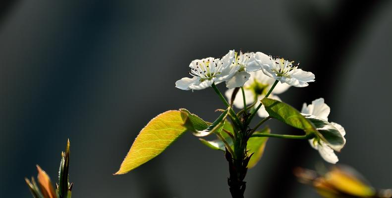 梨花之舞（探寻梨花的花语）