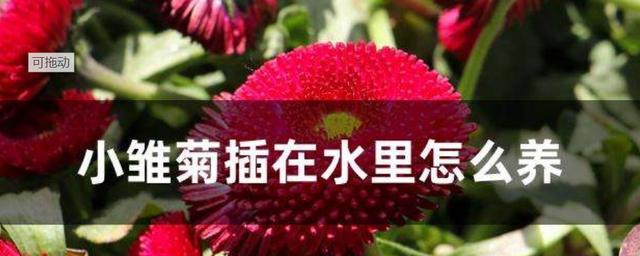 小雏菊的浇水时间及方法（如何科学地浇水）