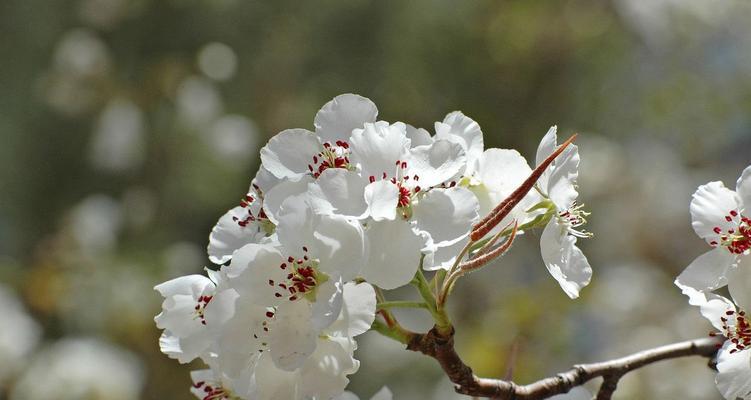 梨花的寓意与象征（探索梨花的美丽与哲理）