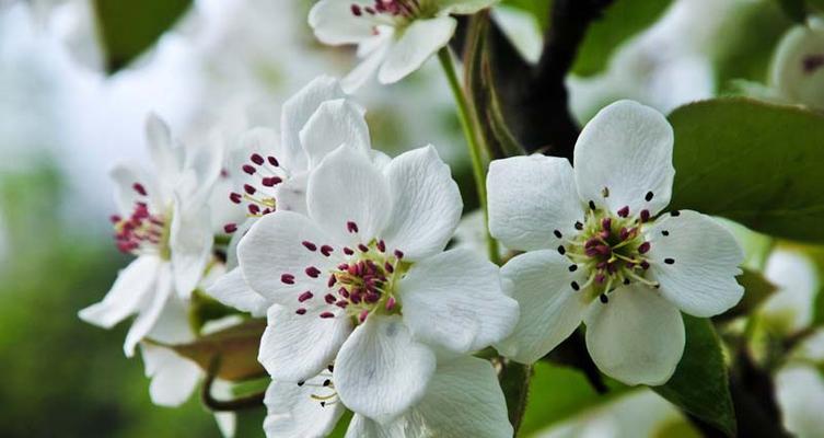 梨花花语之美丽与柔情（探索梨花的花语之意义和传承）