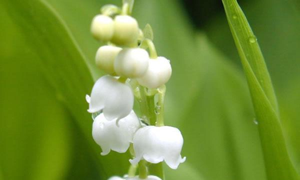 铃兰花（探寻铃兰花语的深意）