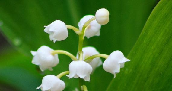 铃兰花（探寻铃兰花语的深意）