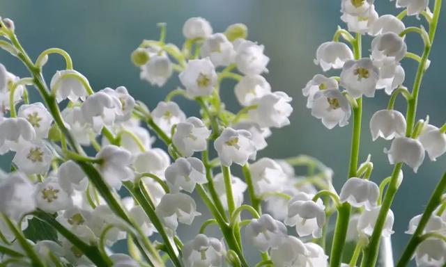 铃兰花的花语与传说（迷人的铃兰花）