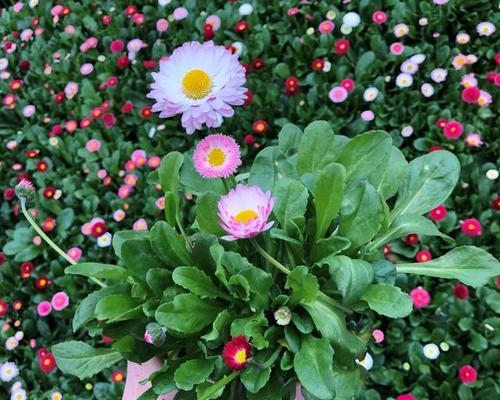 春季播种，让菊花开满田野（菊花种植之——春季播种技巧）