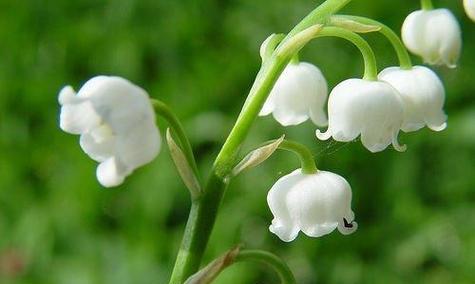 铃兰花的花语与寓意（铃兰花的美丽与希望）