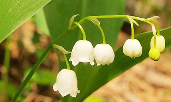 铃兰花（铃兰花的美丽寓意及其传达的花语）