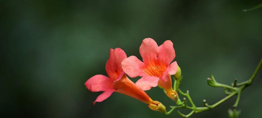 凌霄花的花语（凌霄花的花语解读及其象征意义）