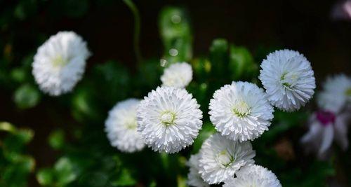 雏菊——捷克共和国的国花（探秘捷克国花的历史和文化底蕴）