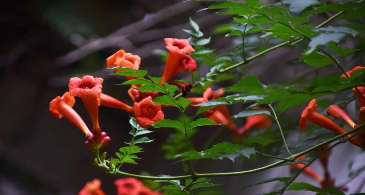 凌霄花的寓意象征——追逐梦想的勇气（凌霄花的花语和文化内涵解析）