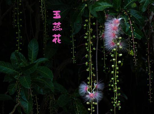 流苏花花语——寓意深远的花卉之语（流苏花）