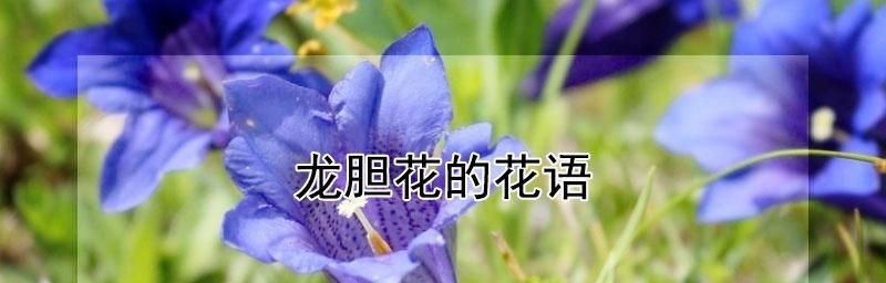 龙胆花语的奥秘（探寻龙胆花的花语与意义）