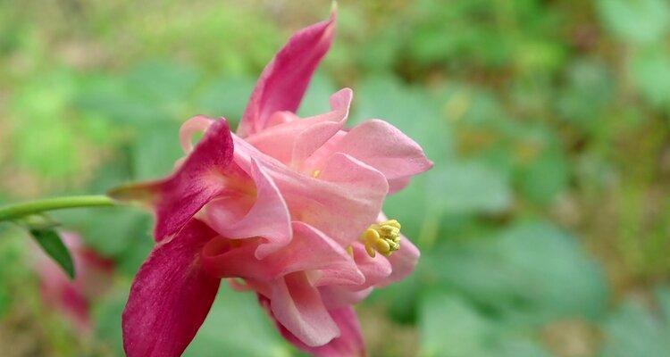 耧斗菜的花语与寓意（耧斗菜花语的奥秘及文化象征）