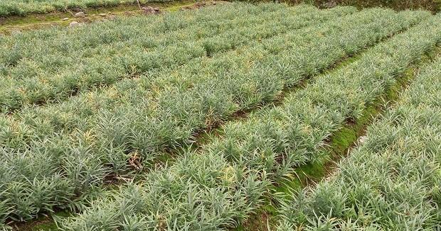 川贝母种植条件及适合种植的地方（了解川贝母的生长环境）