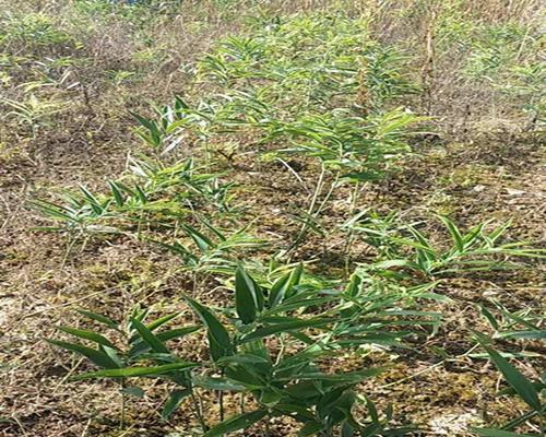 川黄精种植全面解析（亩产量）