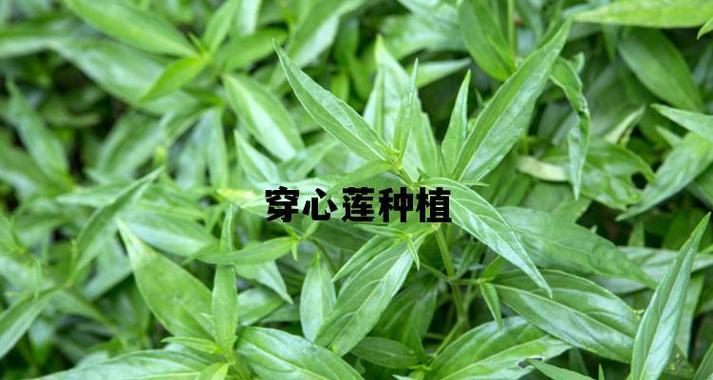 如何种植高产的穿心莲（掌握种植技术和管理方法）