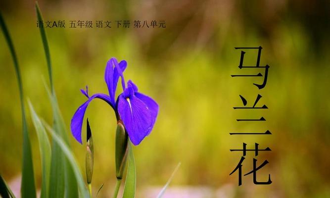 以马兰花花语之美——古老的神秘与悠久的传承（探寻以马兰花的花语和文化内涵）