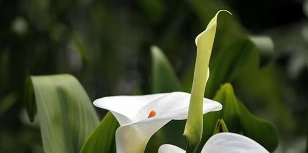 马蹄莲花语——爱的承诺（传递真挚感情的花朵）