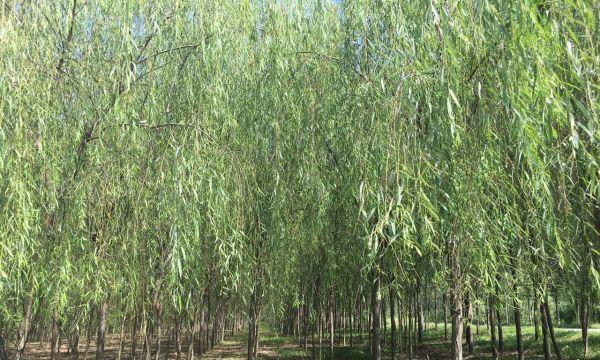 垂柳——美丽的吊足植物