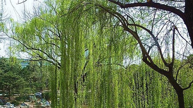 垂柳——美丽的吊足植物