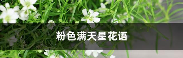 满天星的花语与意义（探寻满天星的花语之美）