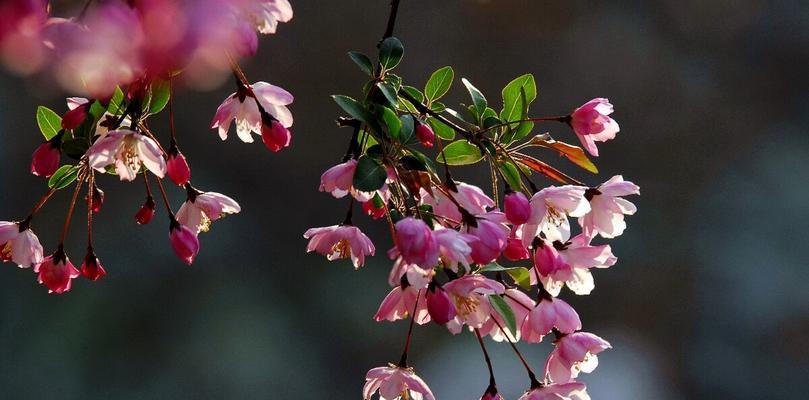 垂丝海棠花期多长时间（探寻垂丝海棠开花的奥秘）