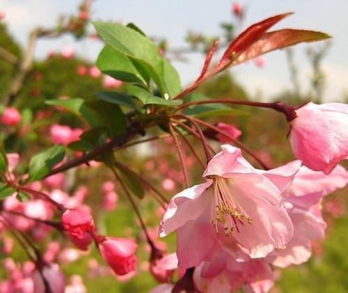 垂丝海棠（垂丝海棠的花期及生长习性）