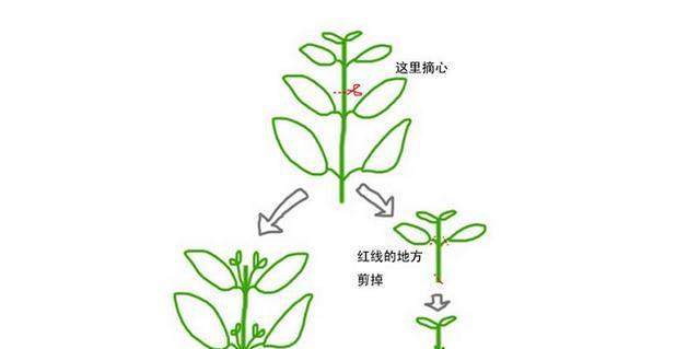 垂丝海棠修剪指南（打造优美树形与繁花似锦）