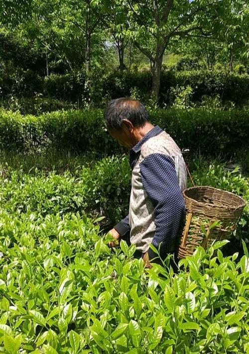 春茶采摘时间与收获季节（寻觅春茶）