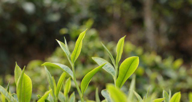 春茶采摘时间与收获季节（寻觅春茶）