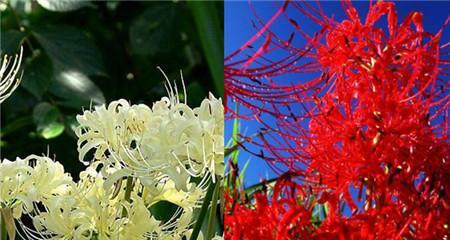 曼陀沙华的花语和寓意（探秘曼陀沙华花的深意）