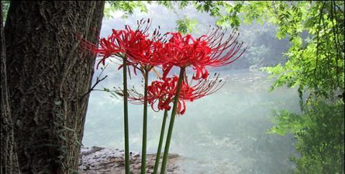 曼珠沙华花语（探寻曼珠沙华花语的深层意义）