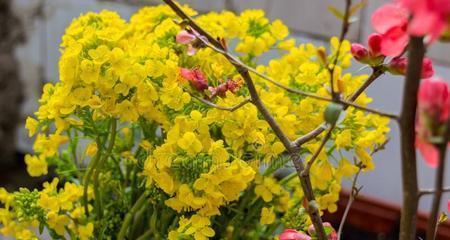 春季盛放的美丽花卉（探秘春季开花的花卉世界）