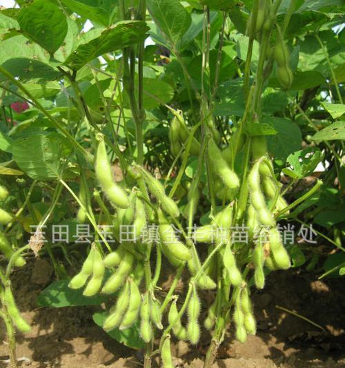 春季毛豆种植指南（掌握时间、方法）